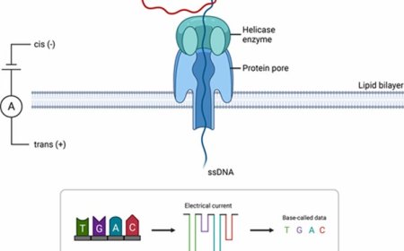 PacBio vs Oxford Nanopore: Which Long-Read Sequencing Technology is Right for Your Research