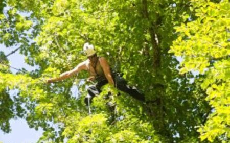 Tree Pruning: Why It Matters and How to Do It Right