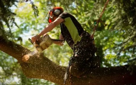 Tree Pruning: A Simple Guide to Healthier, Safer, and Better-Looking Trees