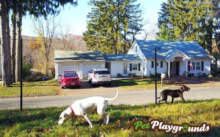 What’s the Best Non-Electric Dog Fence System? A Detailed Case Study on DIY Dog Fence Kits by PetPlaygrounds.com