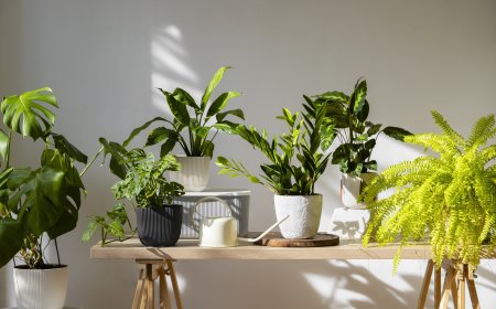 Air-Purifying Indoor Plants That Are Good for Your Health
