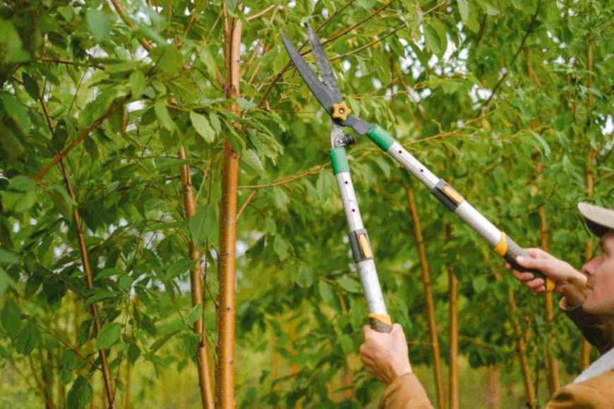 Tree Pruning: The Secret to Healthier, Happier Trees