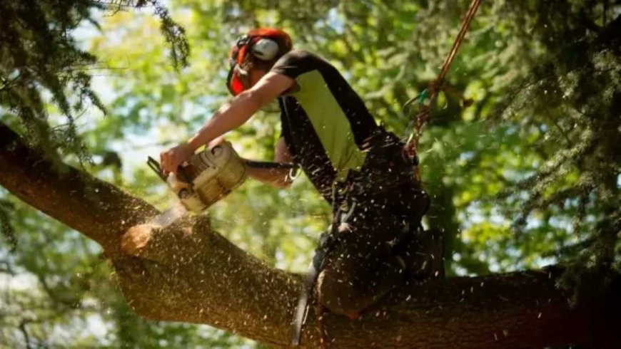 Tree Pruning: A Simple Guide to Healthier, Safer, and Better-Looking Trees