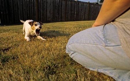 Where Can You Safely Board a Dog with Aggression Issues?