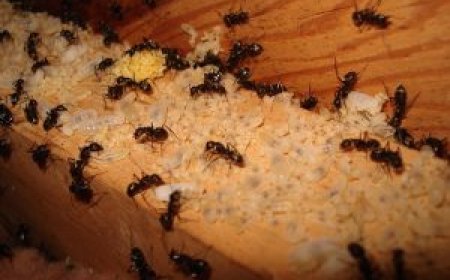 Safe Ant Control Solutions for Melbourne’s Residential Properties