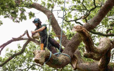 The Ultimate Guide to Tree Care Services: Keeping Your Trees Healthy, Strong, and Beautiful