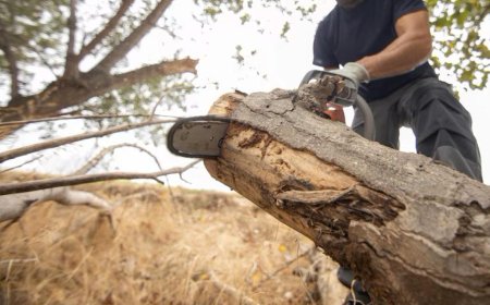 Tree Removal: A Complete Guide to Safe and Professional Tree Removal Services