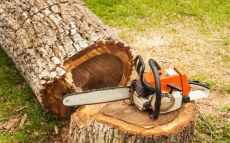 Tree Removal: When, Why, and How to Do It Right