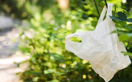 How Is Biodegradable Plastic Different from Compostable Plastic?
